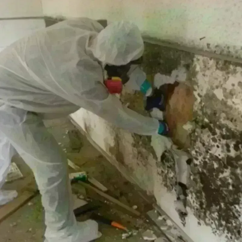 Mold Remediation and Removal in Round Rock, TX